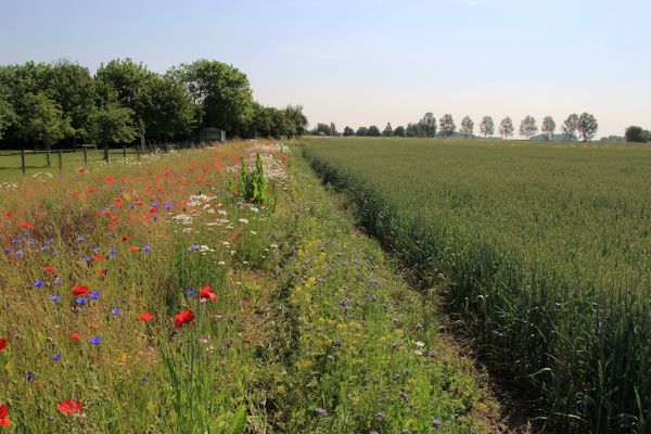 biodiversity field