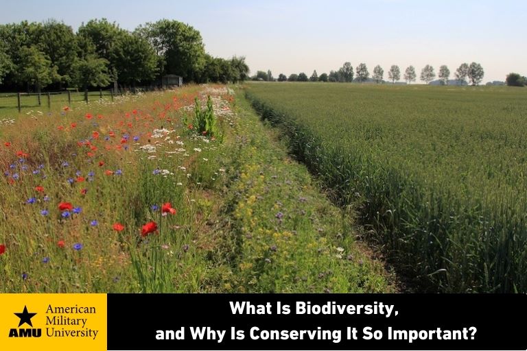 biodiversity field of flowers